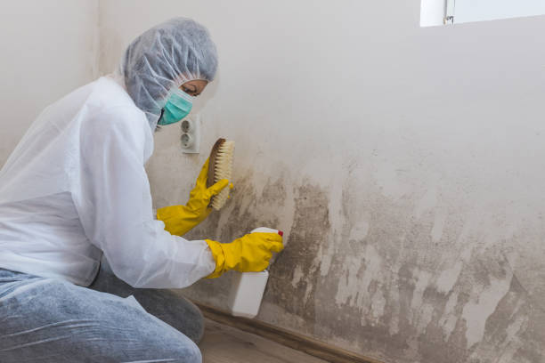 Mold Removal Process in Collins, MS